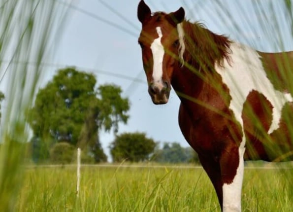 6 Day Okavango Delta Horseback Safari in Botswana
